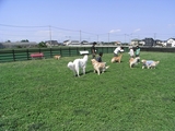 RIMG0078