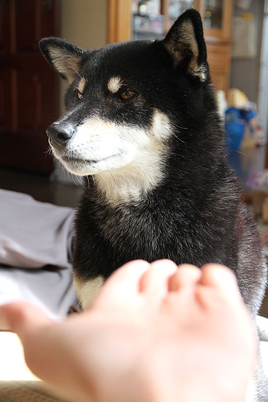 baka