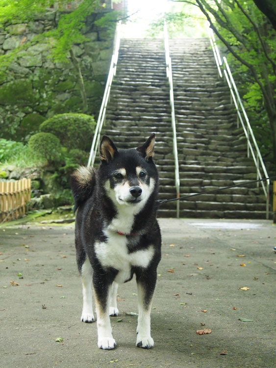 azukichan