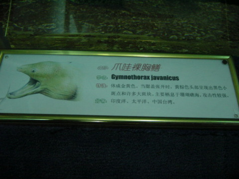 Gymnothorax javanicus
