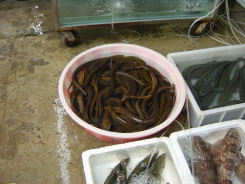タウナギ