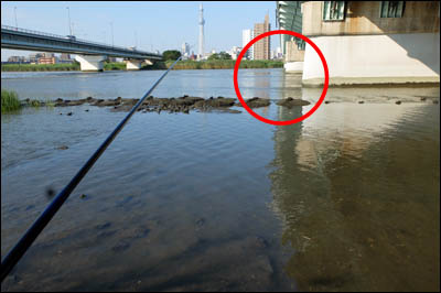 180814-ハゼ釣り2018_荒川四ツ木橋002