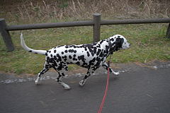 dalmatian