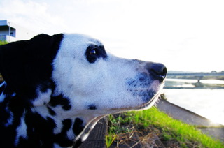 dalmatian