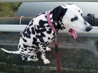 dalmatian