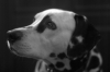 dalmatian『boss』 (♂ Age:7 birthday:2003/2/20)