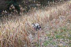 コメント・お気に入り追加はお断りしていますm(__)m