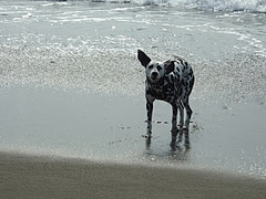 DSCF5186-1
