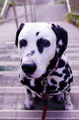 dalmatian