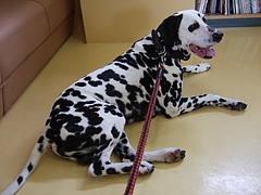 dalmatian dalmatian