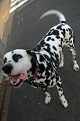 dalmatian