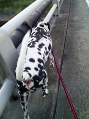 dalmatian