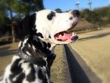 四コマ・・・1