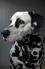 dalmatian『boss』 (♂ Age:7 birthday:2003/2/20)