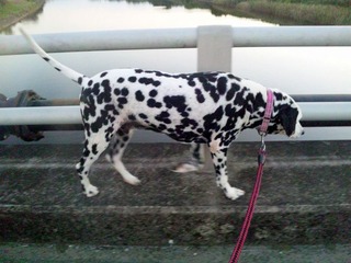 dalmatian