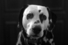 dalmatian『boss』 (♂ Age:7 birthday:2003/2/20)