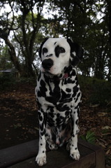 dalmatian