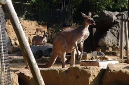 カンガルーの胸筋