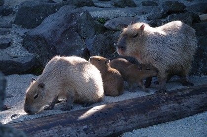 しゃぼてん公園にて