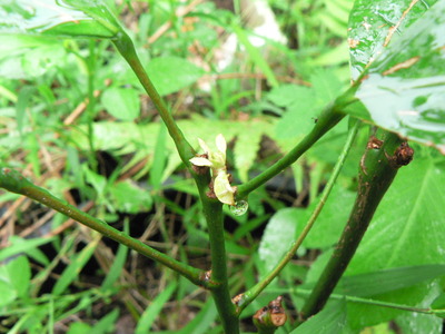 P1060827
