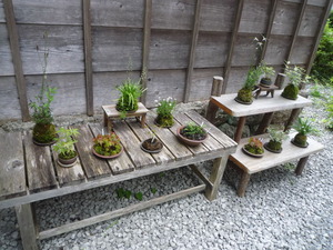 山野草