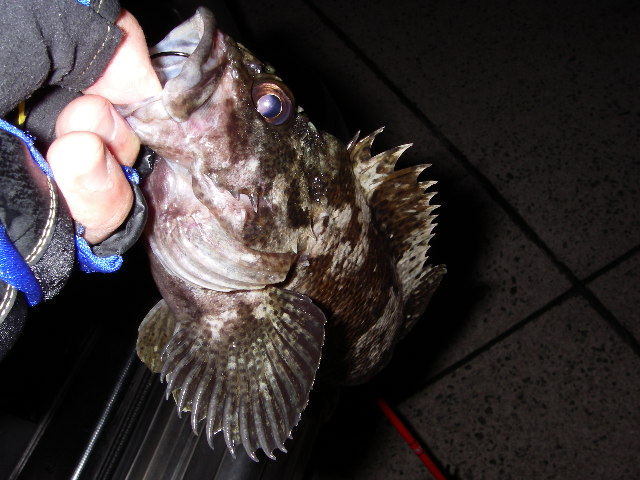 jaga20060307