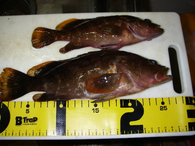 20070711ROCKFISH