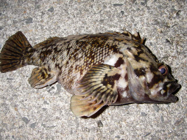 20060308¥à¥é¥½¥¤