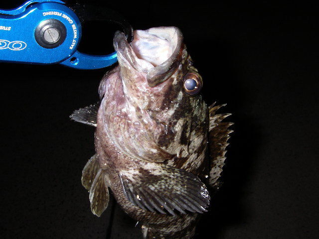 jaga20060307