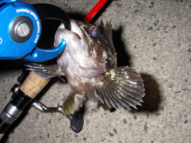 jaga20060307