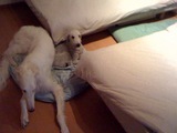�ҤäĤ���