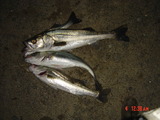 seabass10