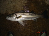 seabass07