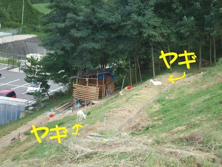 やぎ
