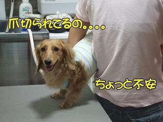 チャイ