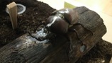 カブト雄