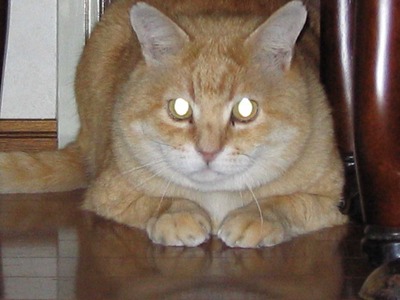 mikanneko