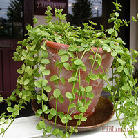 peperomia