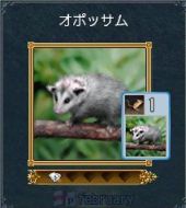 オポッサム.jpg