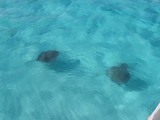 03_20061220stingray