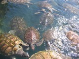 05_20061220turtles