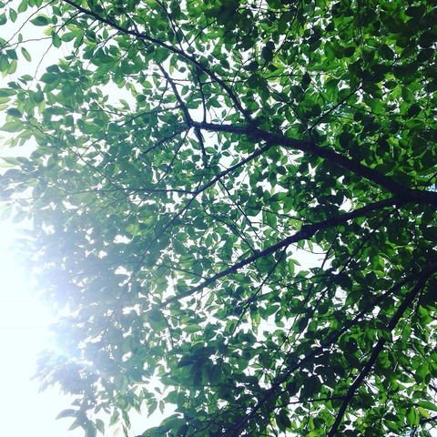 32976193_1657688417614153_743434391983751168_n