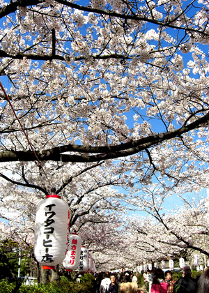 kamakurahanami2