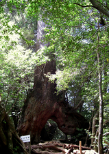 shiratani7