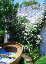 clematis9