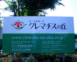 clematis10