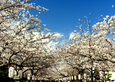 kamakurahanami