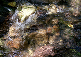 shiratani5