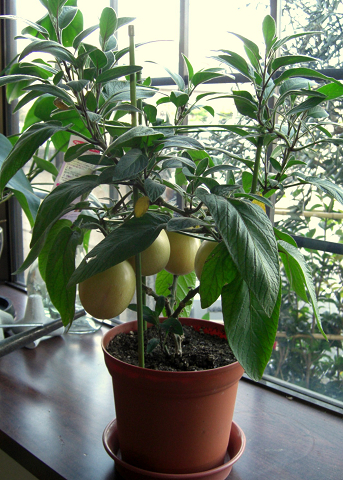 pepino