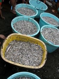jibiki2009-5